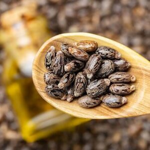 Castor Seeds