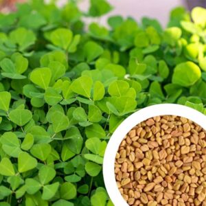 Fenugreek (Methi)