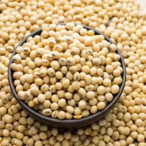 Soybean